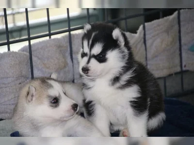 Sibirsk husky