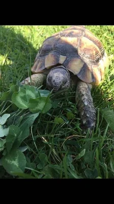 Prodám suchozemskou želvu vroubenou.