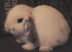 Králík beránek s vybavením