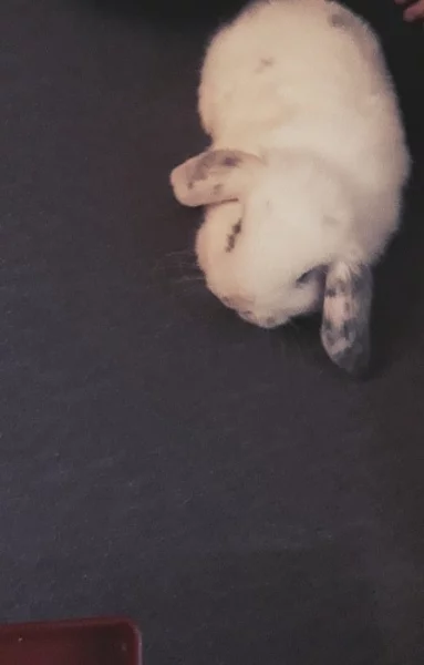 Králík beránek s vybavením