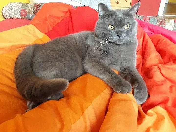 Daruji britského kocourka