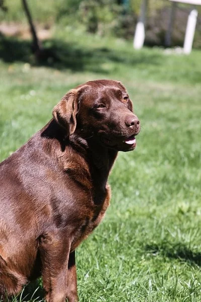 Labradorský retriever