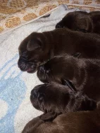 Labradorský retriever