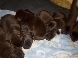 Labradorský retriever