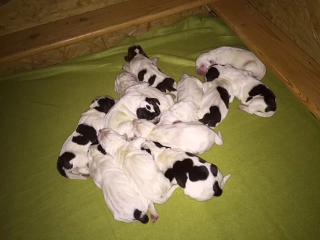 Italský spinone