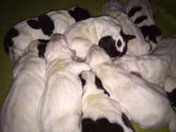 Italský spinone