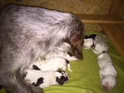 Italský spinone