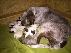 Italský spinone