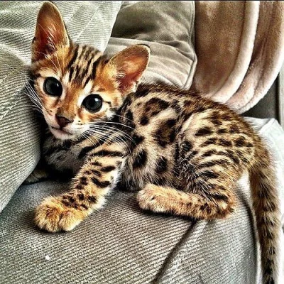 Rosetted Bengal koťata