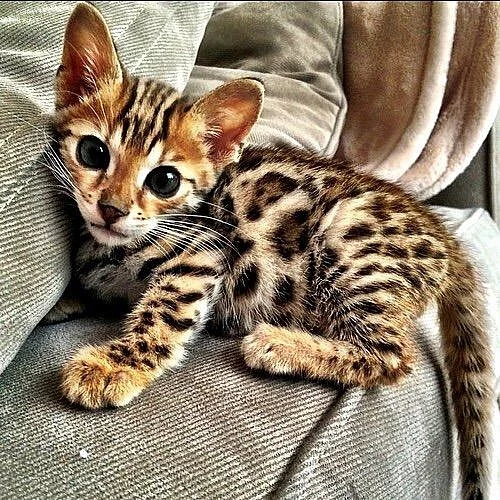 Rosetted Bengal koťata