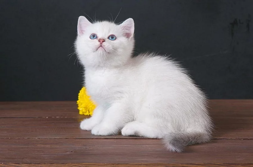 britské krátkosrsté koťata na prodej.