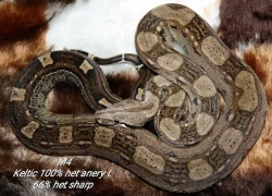Boa constrictor keltic