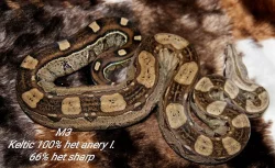Boa constrictor keltic