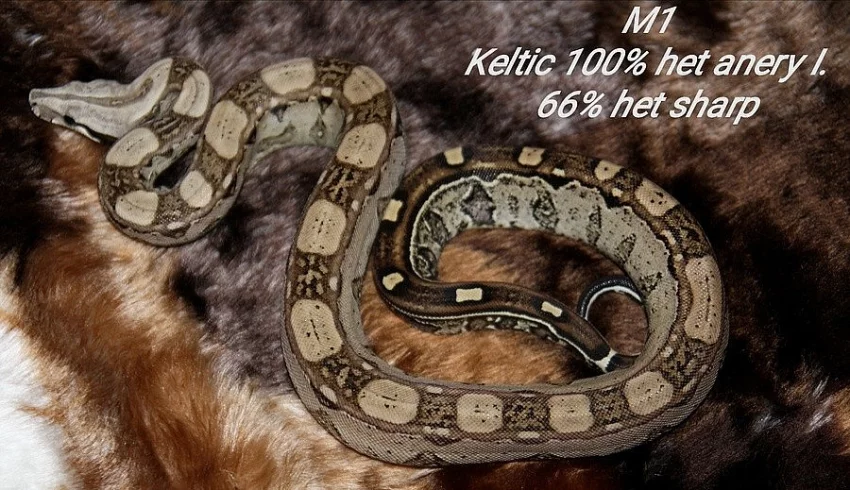 Boa constrictor keltic