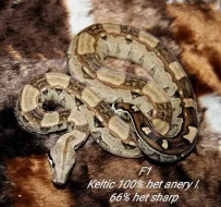 Boa constrictor keltic