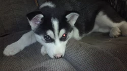 sibiřský husky