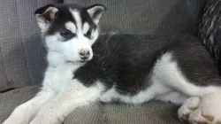 sibiřský husky