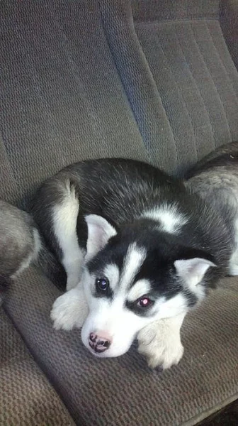 sibiřský husky