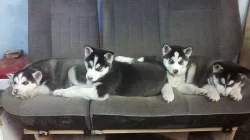 sibiřský husky