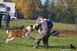 Prodej štěňátek moskevského strážního psa