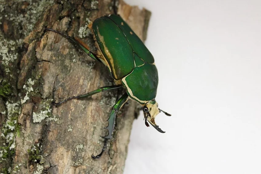 Mecynorrhina torquata immaculicollis