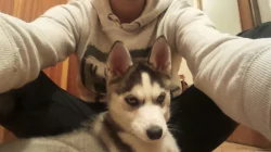 Štêne Husky
