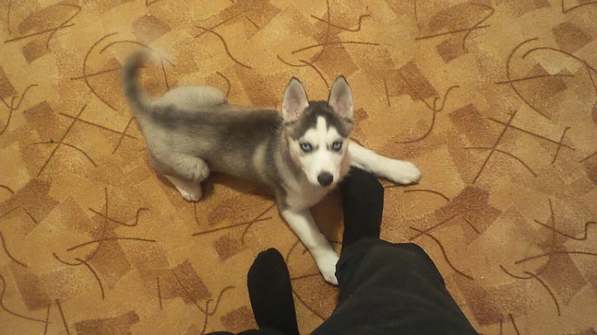 Štêne Husky