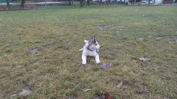 Štêne Husky