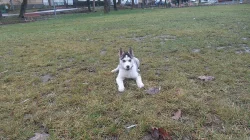 Štêne Husky