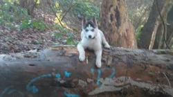 Štêne Husky