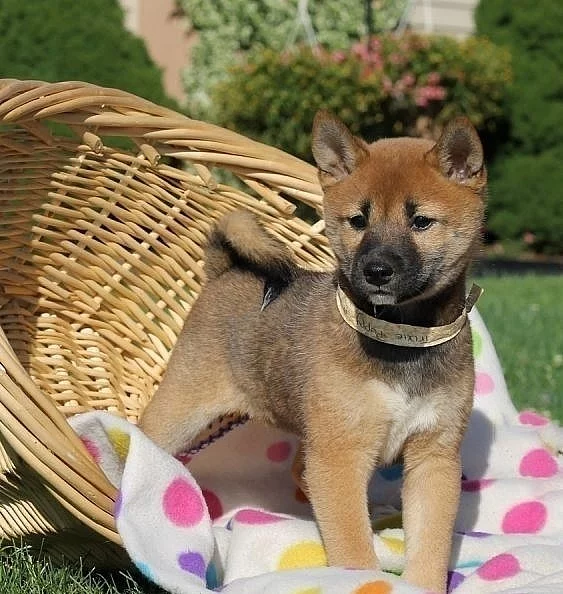 Shiba-Inu