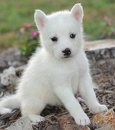 Sibirský husky + s PP.