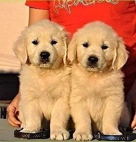 Zlatý retrívr na prodej bez PP