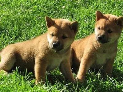 Shiba-Inu na prodej bez PP