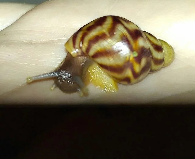 Africké šneky Lissachatina reticulata 2cm
