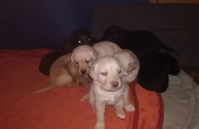 Labradorský retrívr