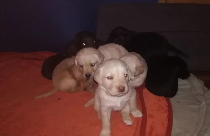 Labradorský retrívr