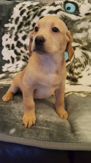 Štěňata labradorských retrívrů na prodej