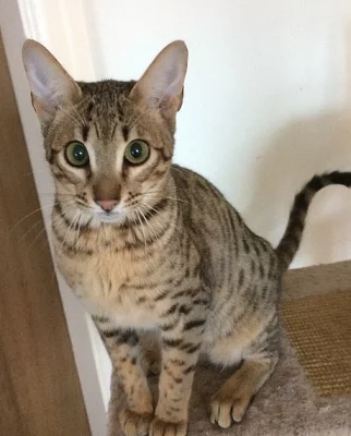 Rozkošná Savannah - Serval - Ocelot - Caracal
