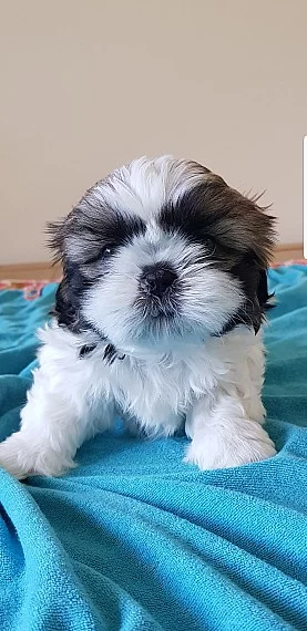 Štěňata Shih Tzu na prodej