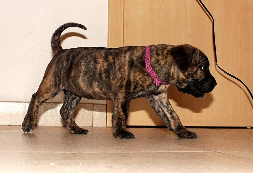 Cane Corso - štěňátka s PP
