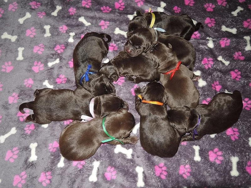 Čokoládová štěňátka labradora s PP