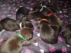 Čokoládová štěňátka labradora s PP
