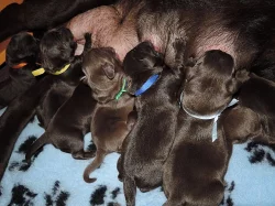 Čokoládová štěňátka labradora s PP