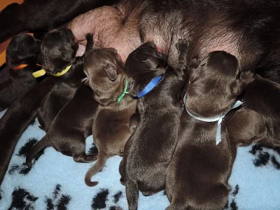 Čokoládová štěňátka labradora s PP