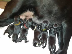 Štěňátka Labrador s PP