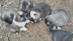 Kavkazský pastevecký pes