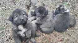 Kavkazský pastevecký pes