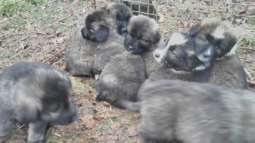 Kavkazský pastevecký pes