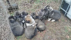 Kavkazský pastevecký pes